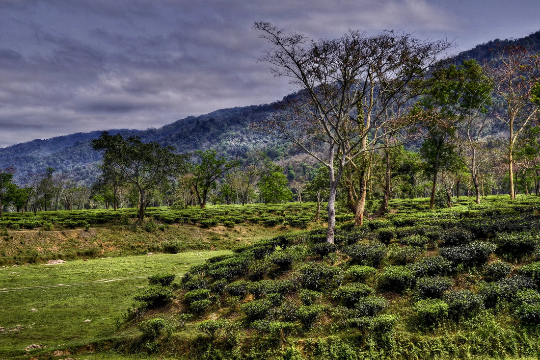 Tea garden in Assam. Diganta Talukdar, CC BY-SA 4.0. Resized WebP.
