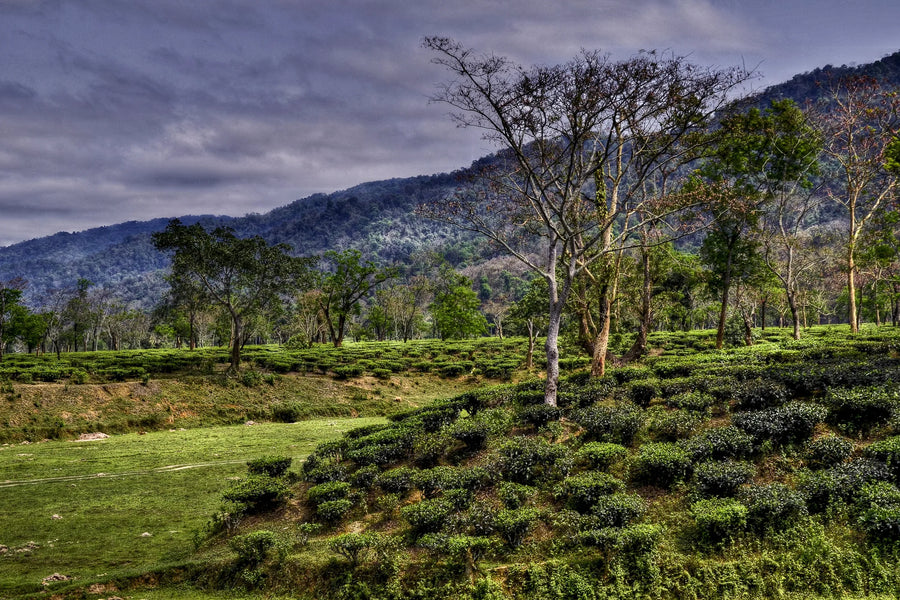 Tea bushes growing in an Assam tea garden