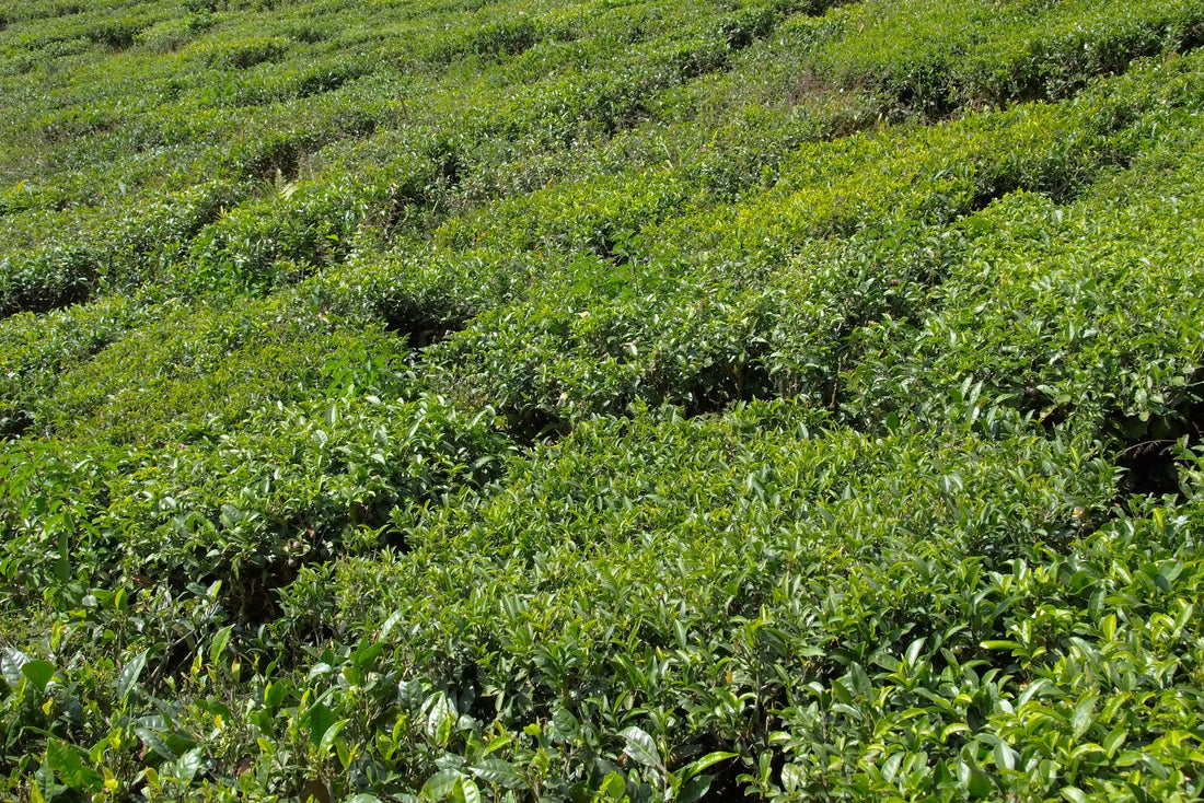 Rows of tea bushes in a Darjeeling plantation. Photograph by Vyacheslav Argenberg, CC BY 4.0.