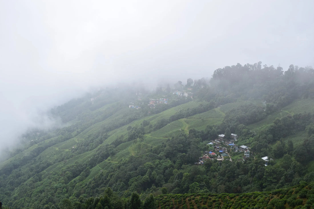 Tea gardens covering the misty slopes of Happy Valley Tea Estate, Darjeeling. Photograph by Mr. Debapriya Hore, CC BY-SA 4.0.