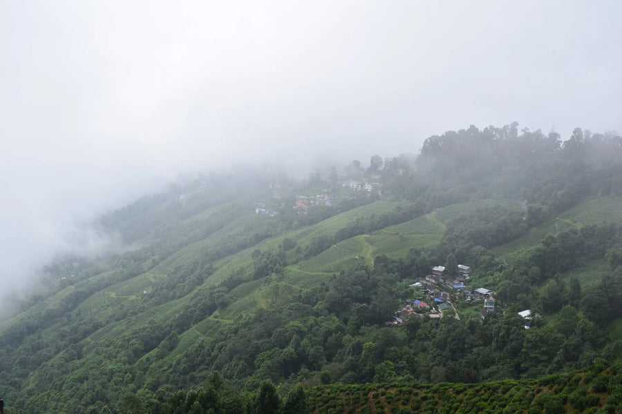 Tea gardens on misty slopes in Darjeeling