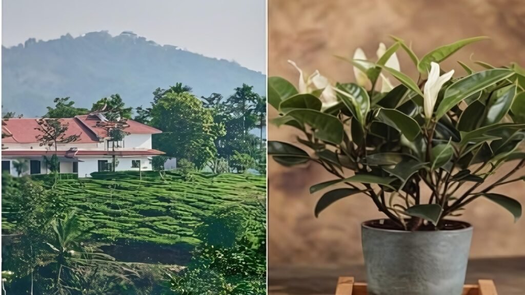 tea leaves tea leaves garden and tea plant
